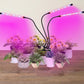 Grow light