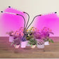 Grow light